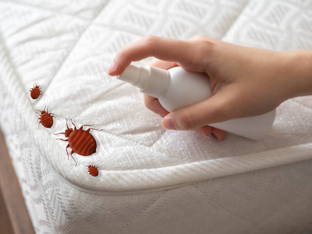 Best Spider Control Near Me  in Monroe, UT